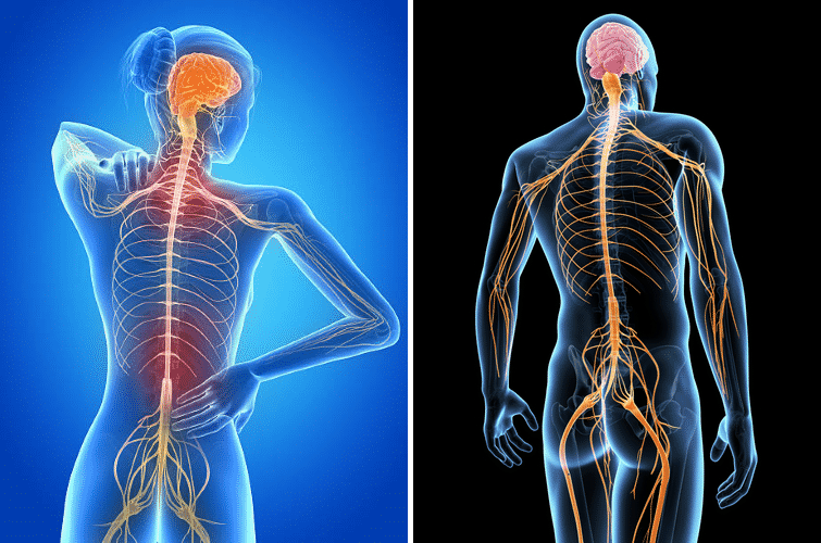 Neuromuscular